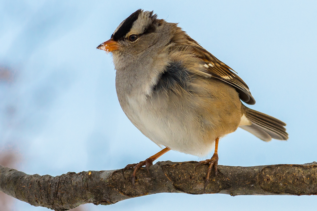 more-backyard-birds-in-kentucky-fm-forums