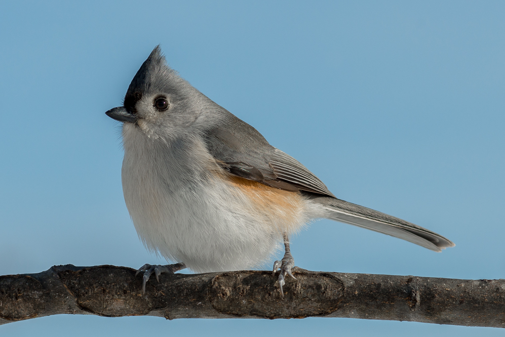 More backyard birds in Kentucky - FM Forums