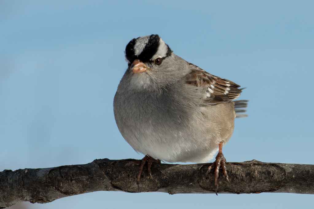 More backyard birds in Kentucky - FM Forums