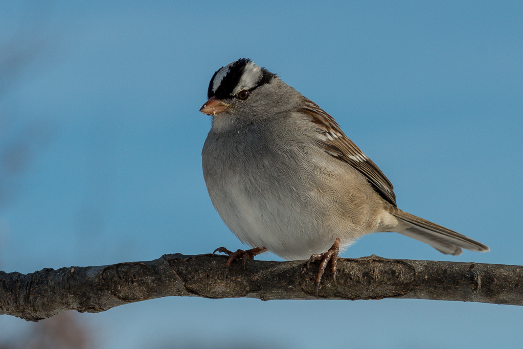 More backyard birds in Kentucky - FM Forums