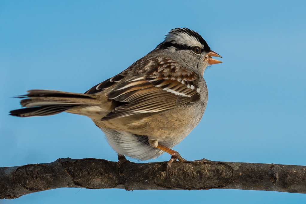 More backyard birds in Kentucky - FM Forums