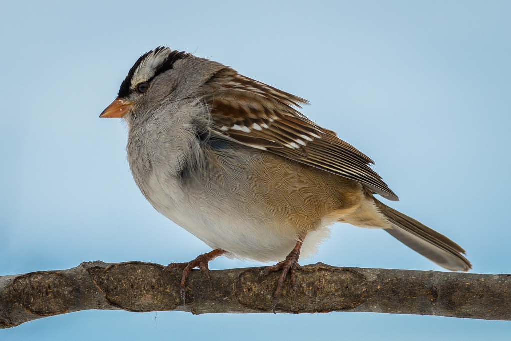 More backyard birds in Kentucky - FM Forums